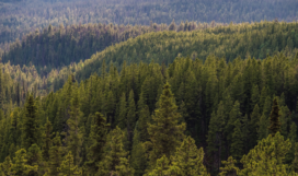 Evergreenforest Evergreenforest