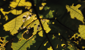 Missingpest Missingpest