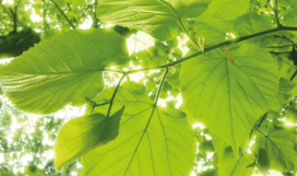 Springfresh Springfresh