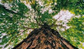 Thetreephoto Thetreephoto