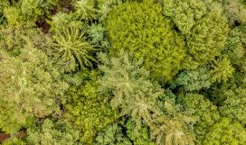 Aerial view mixed forest Aerial top down view of mixed forest with conifers and deciduous trees. Drone photography.
